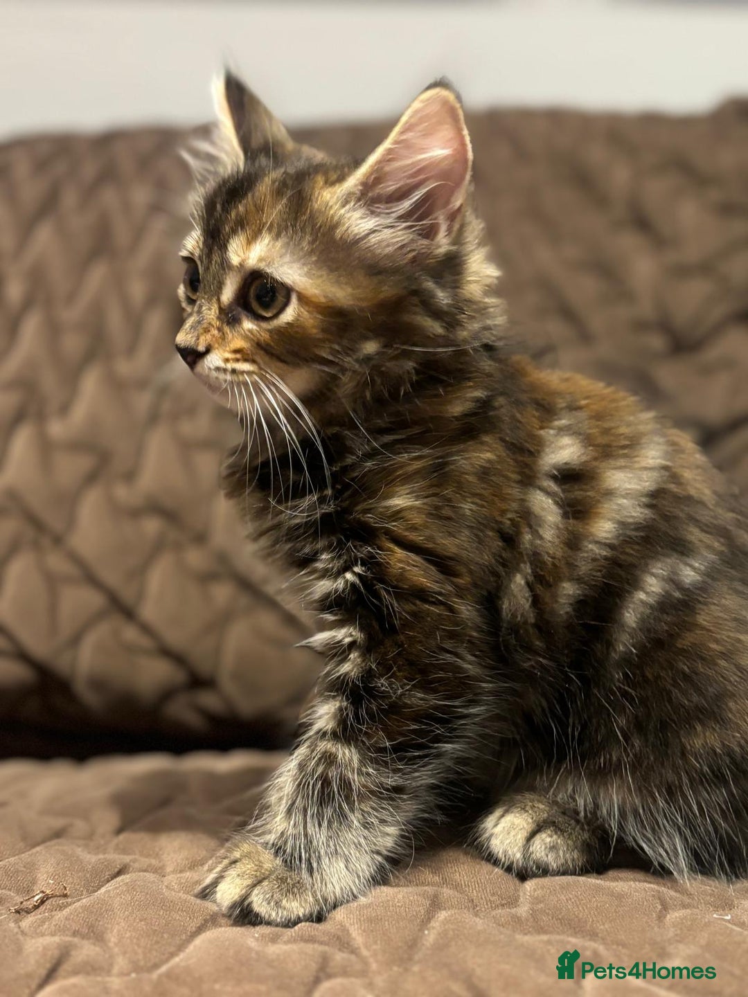 British Longhair cats for sale: Longhair for sale - Image 4