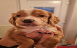 Cocker Spaniel dogs for sale: Gorgeous Health Tested Working Cocker Spaniels - Image 29