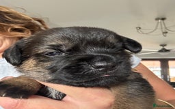 Border Terrier dogs for sale: KC Border Terrier Pups - Image 7