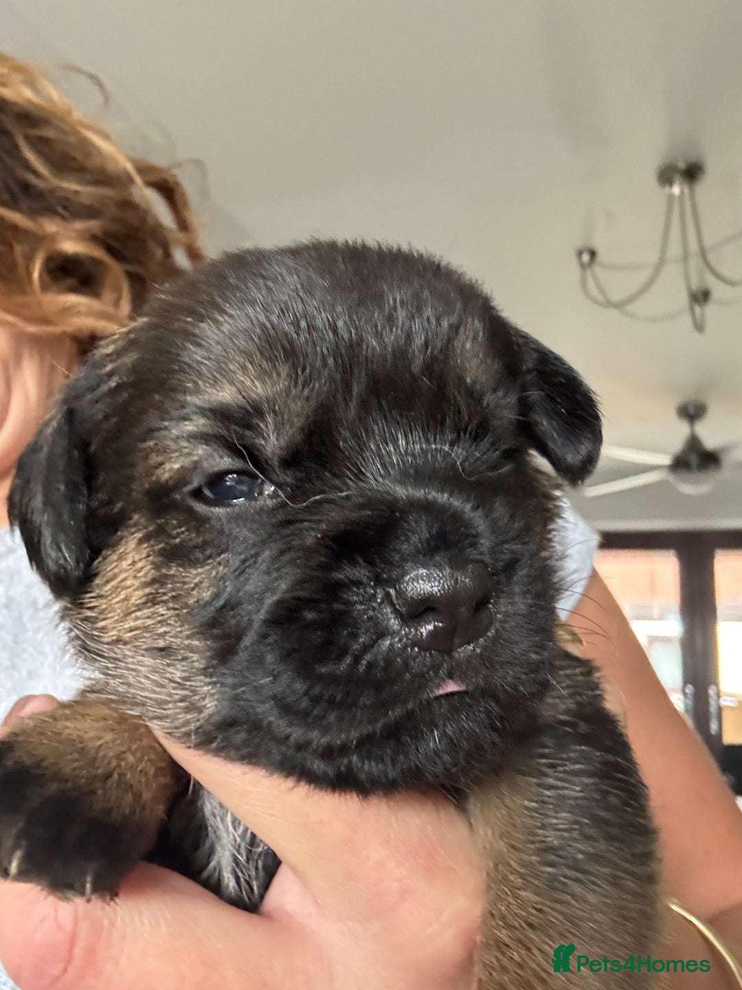 Border Terrier dogs for sale: KC Border Terrier Pups - Image 7