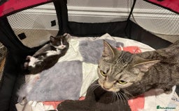 Mixed Breed cats for sale: 🐾 Friendly 8wk Kitten – Ready Today – £300🐾 - Image 6