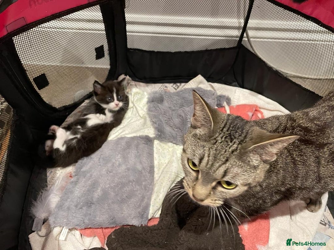 Mixed Breed cats for sale: 🐾 Friendly 8wk Kitten – Ready Today – £300🐾 - Image 6