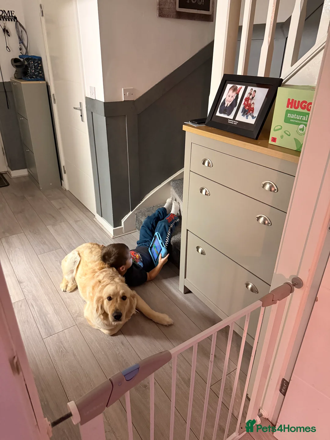 Golden Retriever dogs for sale: Stunning golden girl for sale.  - Advert 6