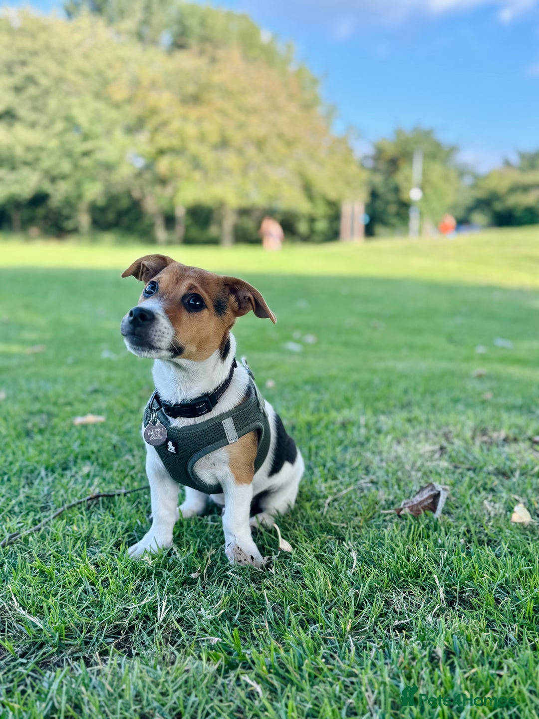 Jack Russell dogs for sale: Jack Russell Terrier boy looking for new home - Image 6