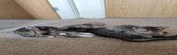 Mixed Breed cats for sale: Unique Tabby kittens   looking for a forever home  in Doncaster - Advert 17