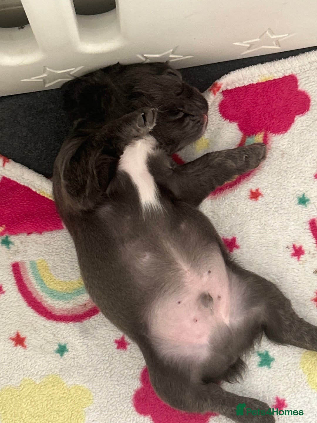 French Bulldog dogs for sale: Two, 10 Week Fluffy French Bulldogs  - Advert 19