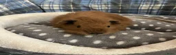 Guinea Pig rodents for sale: Lots of lovely baby guinea pigs - Advert 5