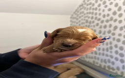 Cockapoo dogs for sale: F2 cockapoo’s for sale! 🌟  - Advert 20