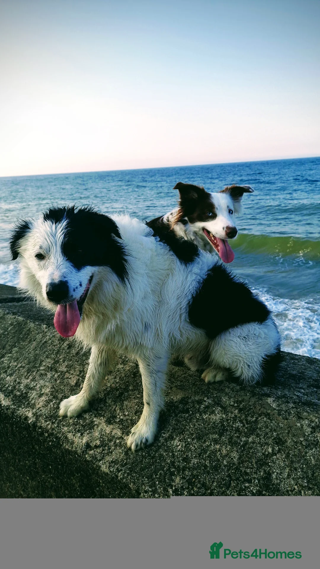 Border Collie dogs for sale: Border collie pups  - Advert 22