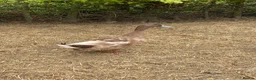 Ducks poultry for sale: Khaki Campbell drake + cock golden pheasants  in Driffield - Advert 1
