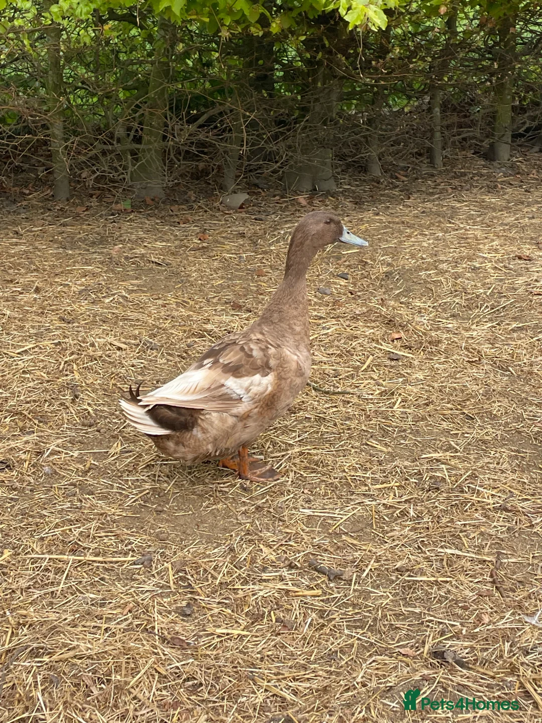 Ducks poultry for sale: Khaki Campbell drake + cock golden pheasants  in Driffield - Advert 1