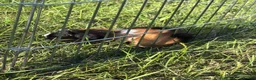 Guinea Pig rodents for sale: Guinea pigs - Advert 2