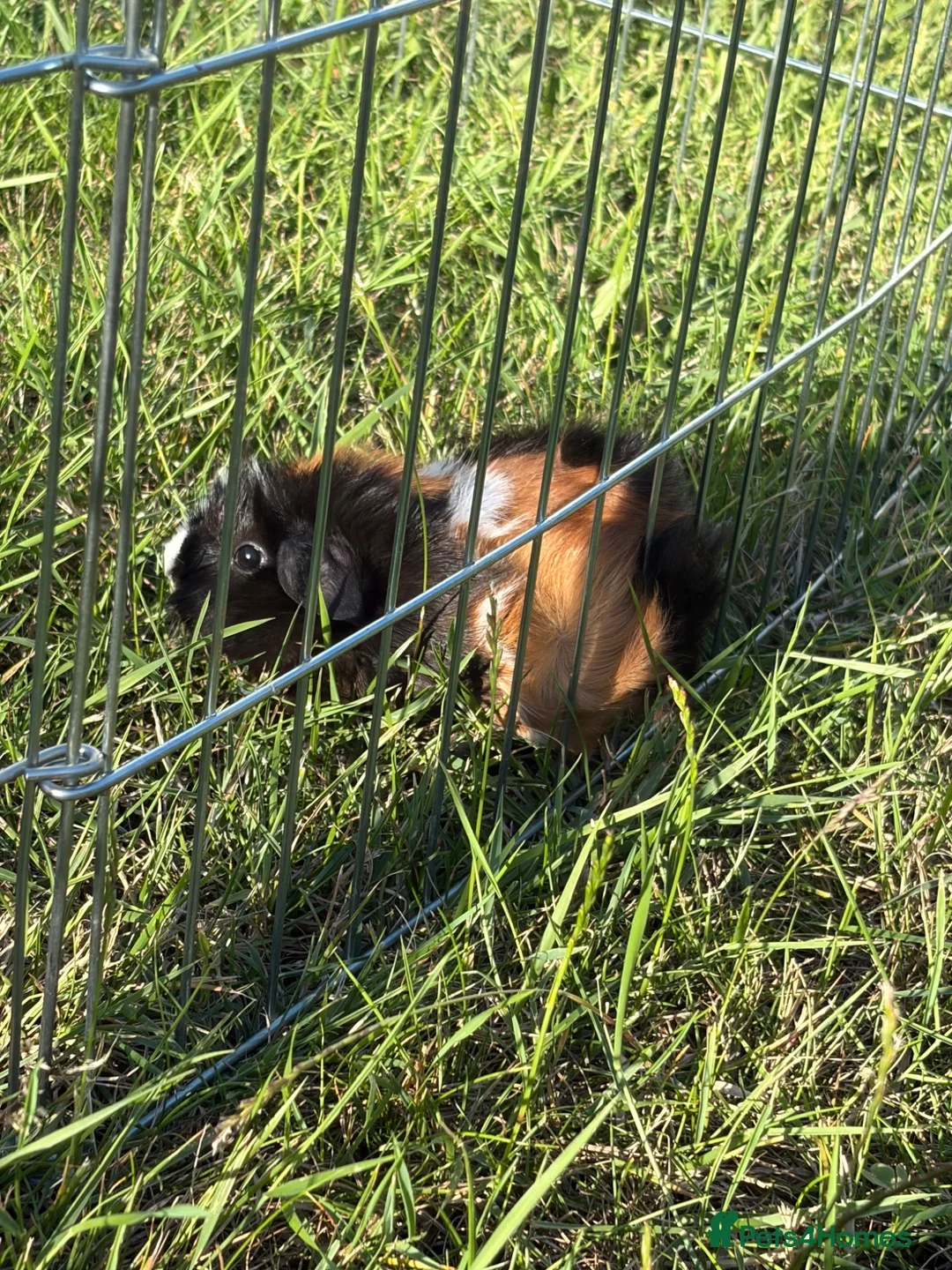 Guinea Pig rodents for sale: Guinea pigs - Advert 2