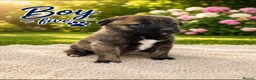Mixed Breed dogs for sale: Belgian Shepard X caucasian Shepherd puppies - Advert 6