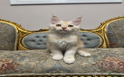 Maine Coon cats for sale: Maine Coon Kittens with Elite Heritage 🌟🌟🌟🌟🌟 - Image 5