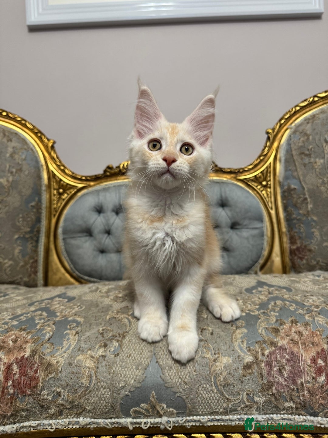 Maine Coon cats for sale: Maine Coon Kittens with Elite Heritage 🌟🌟🌟🌟🌟 - Image 5