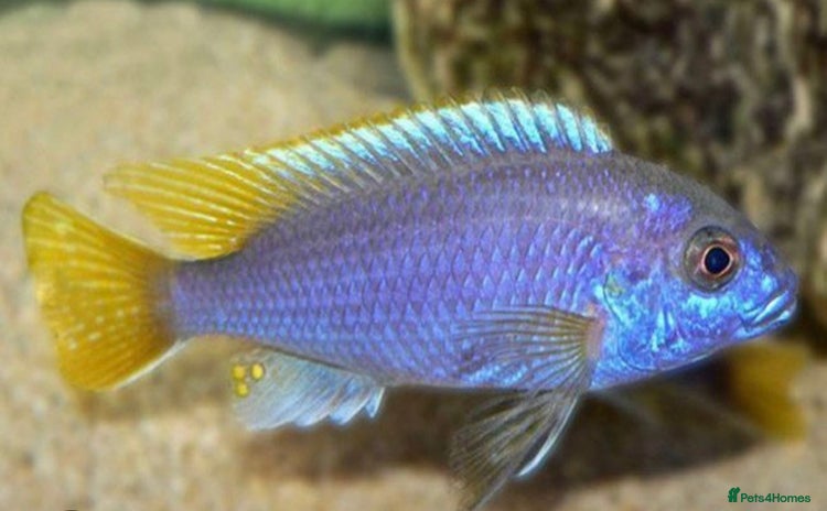 Cichlids fish - Advert 3