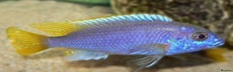 Cichlids fish for sale: Mix of African chiclids  - Advert 1