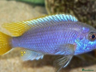 Cichlids fish - Advert 3