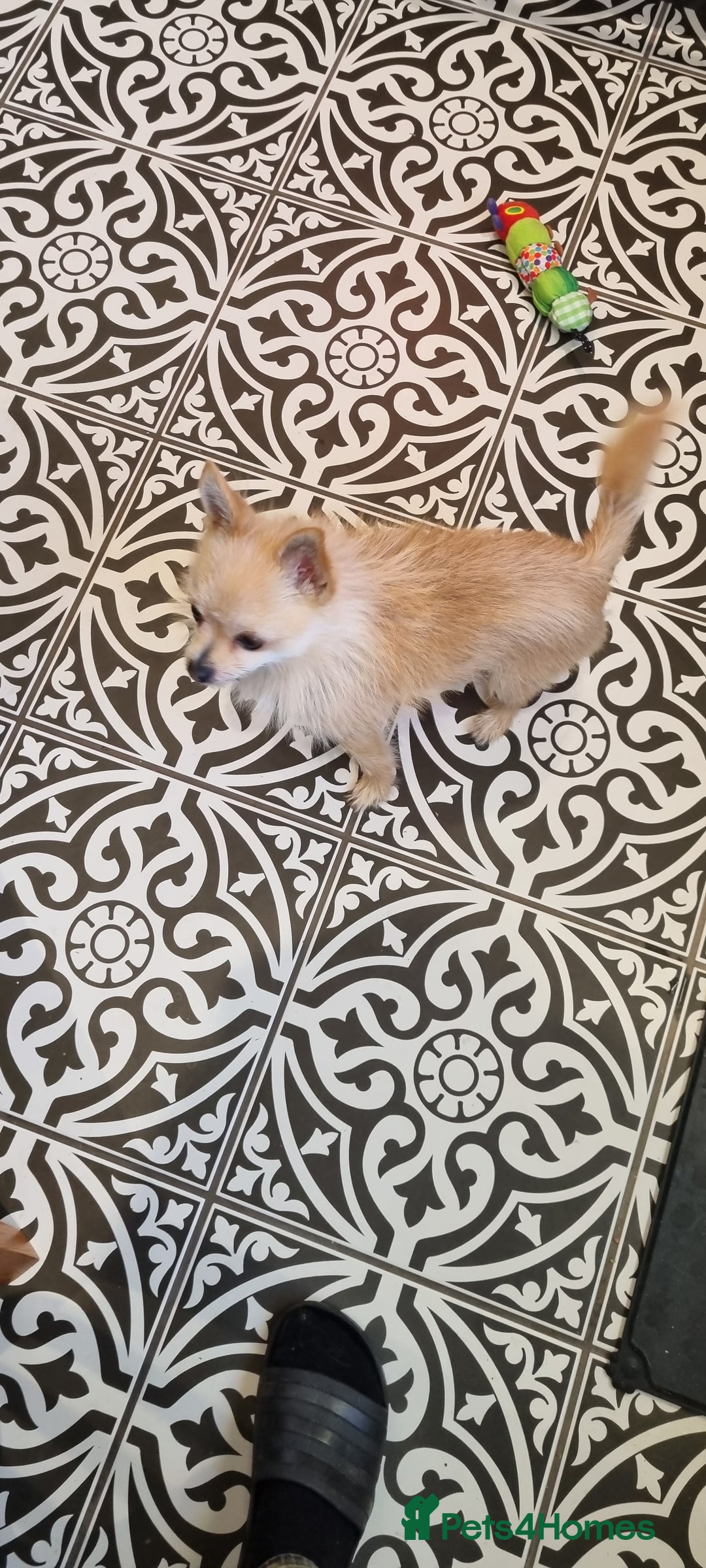 Pomchi dogs for sale: 2 year old Pomchi boy - Advert 6