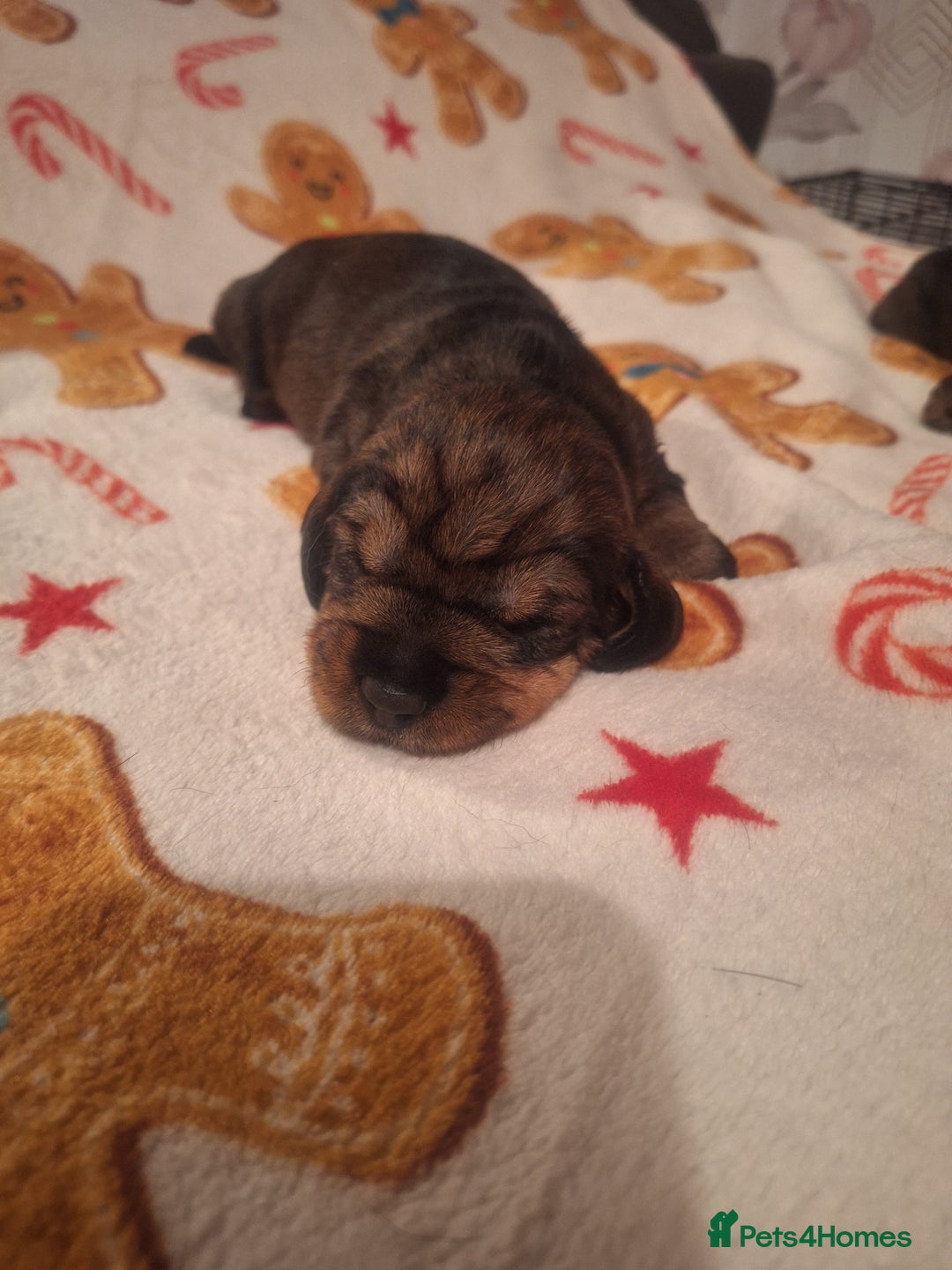 Dachshund dogs for sale: Wirehaired Dachshund - Image 5