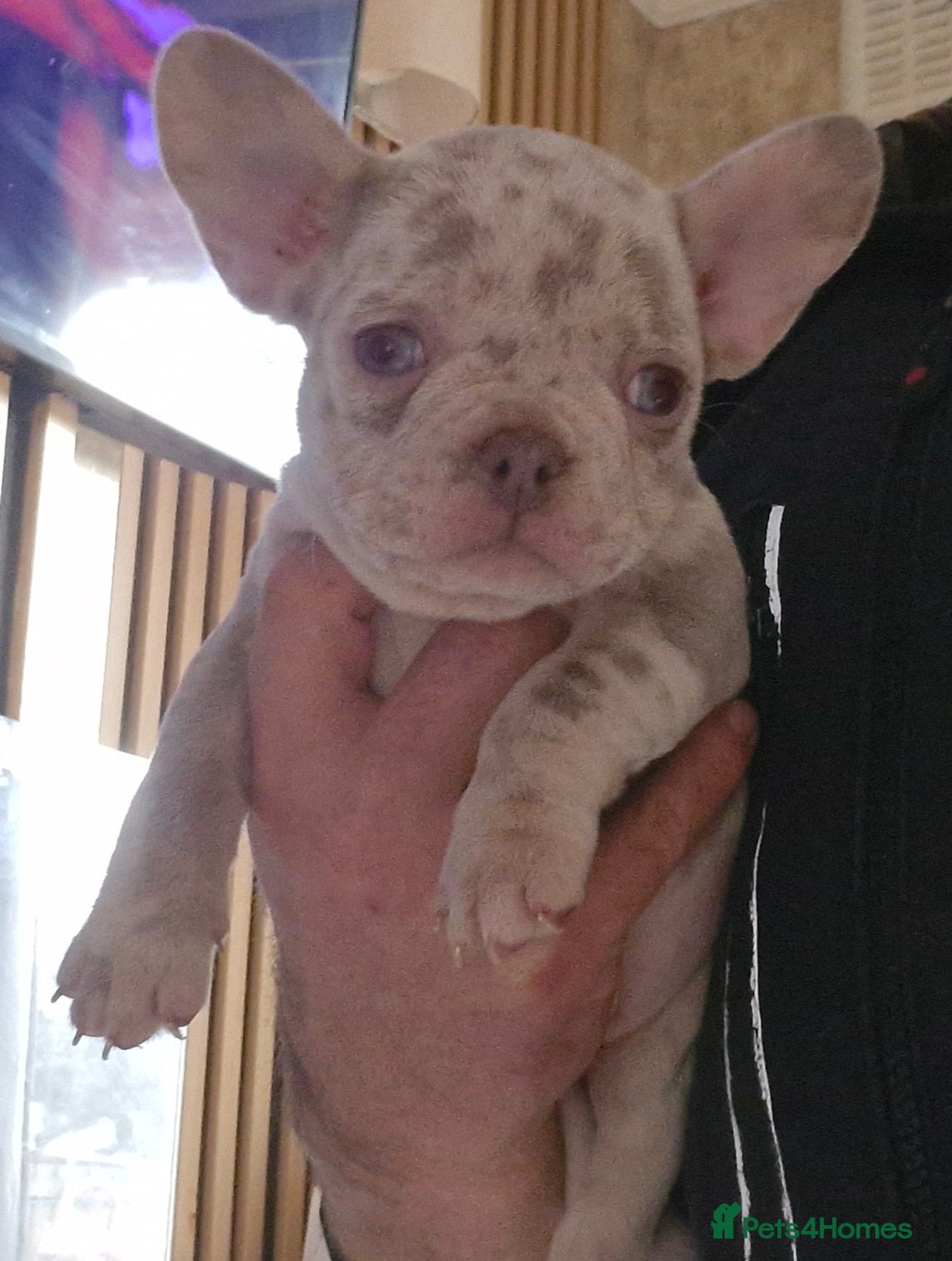 French Bulldog dogs Last female merle french bulldog - Advert 6