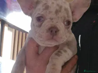 French Bulldog dogs Last female merle french bulldog - Advert 6