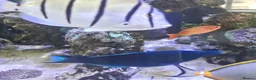 Other/Mixed Breed fish for sale: Large Marine fish in Sale - Advert 11