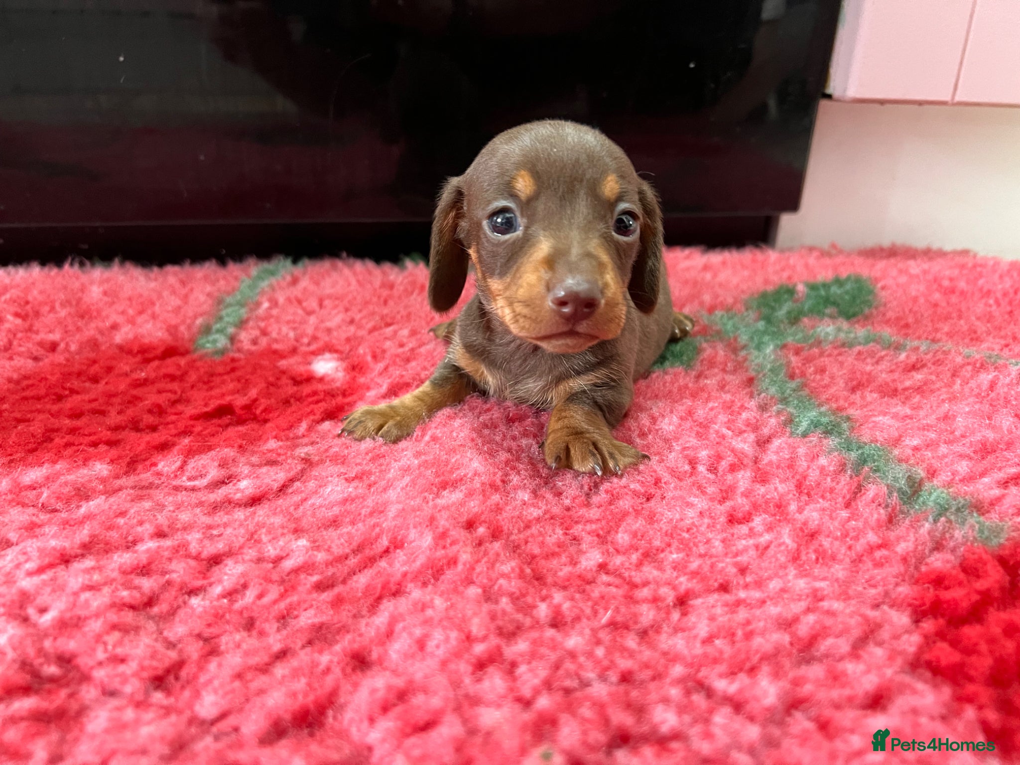 Miniature Dachshund dogs KC Reg Miniature Dachshund Puppies - PRA Clear  - Advert 16
