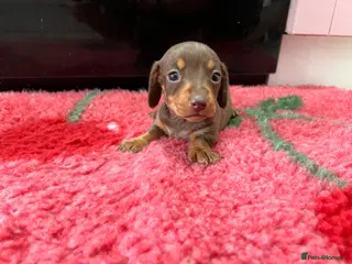 Miniature Dachshund dogs KC Reg Miniature Dachshund Puppies - PRA Clear - Advert 16