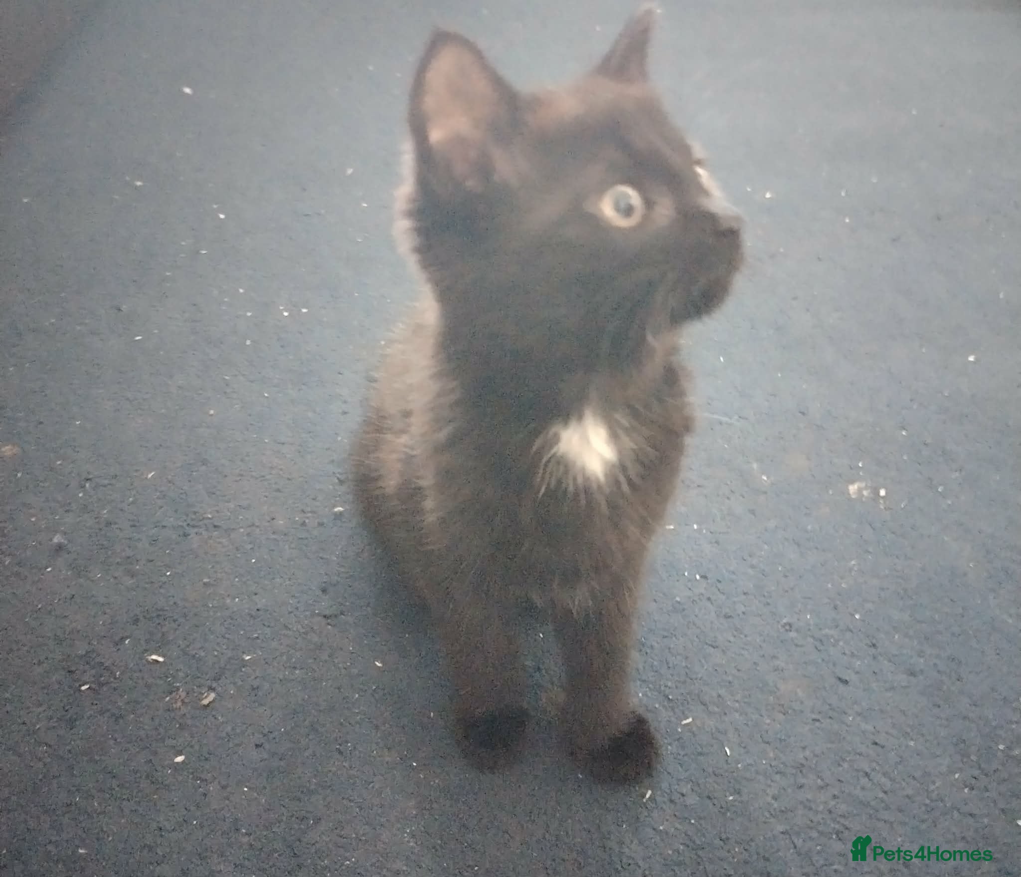 Mixed Breed cats Beautiful girl kitten for sale  - Advert 11