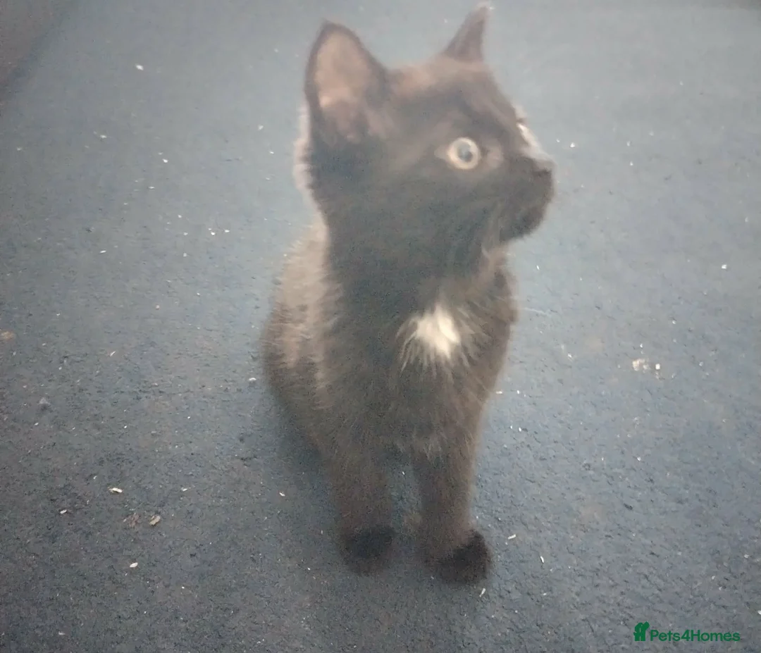 Mixed Breed cats for sale: Beautiful girl kitten for sale  - Advert 1