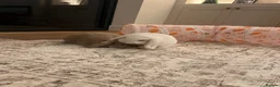 Mini Lop rabbits for sale: Bonded indoor free roam mini lop rabbits in Durham - Advert 8