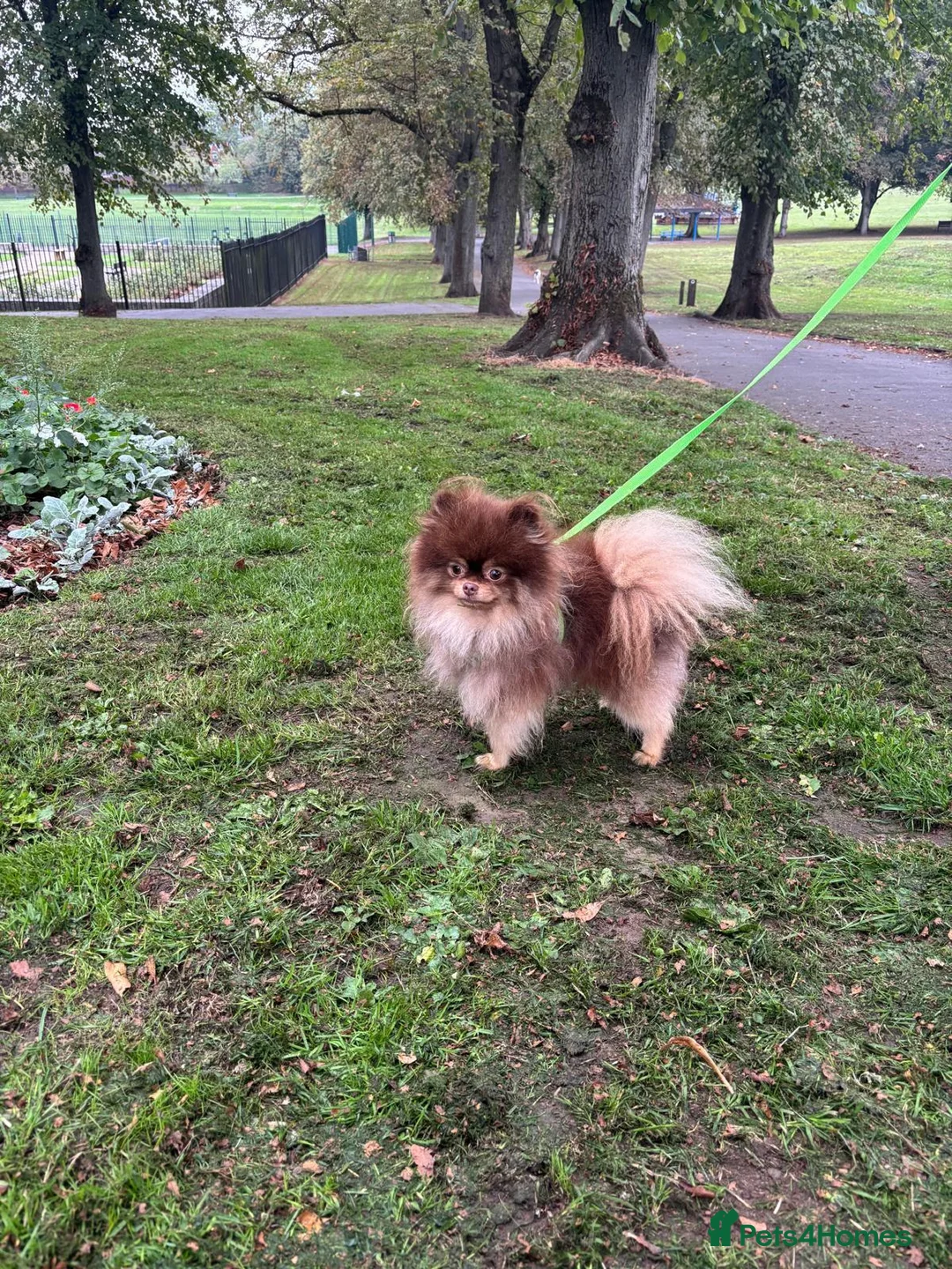 Pomeranian dogs for stud: Casanova (PROVEN STUD) KC Registered  - Advert 2