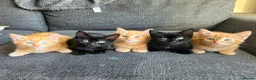 Mixed Breed cats for sale: 1 ginger 2 black kittens - Advert 13
