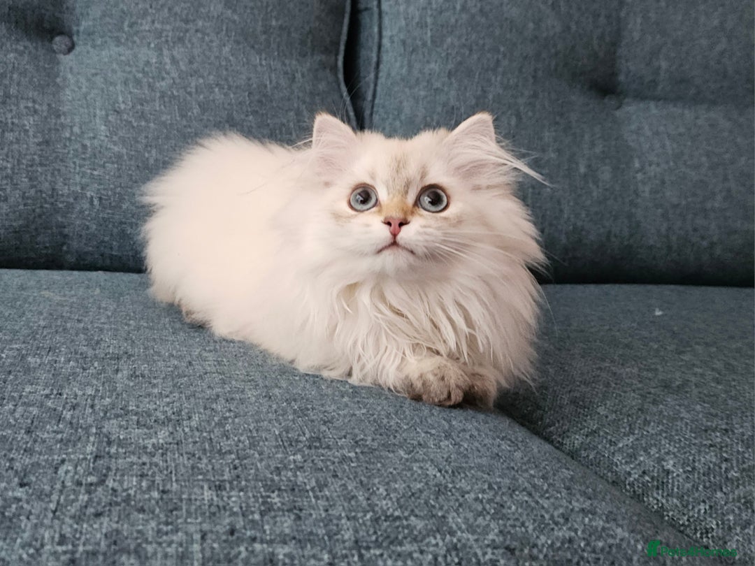 Scottish Fold cats for sale: Excellent Scottish straight girl ready to go in Erith - Image 11