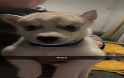 Siberian Husky dogs for sale: Beautiful husky pups 🔥 only 3 male pups left 🔥 - Advert 19