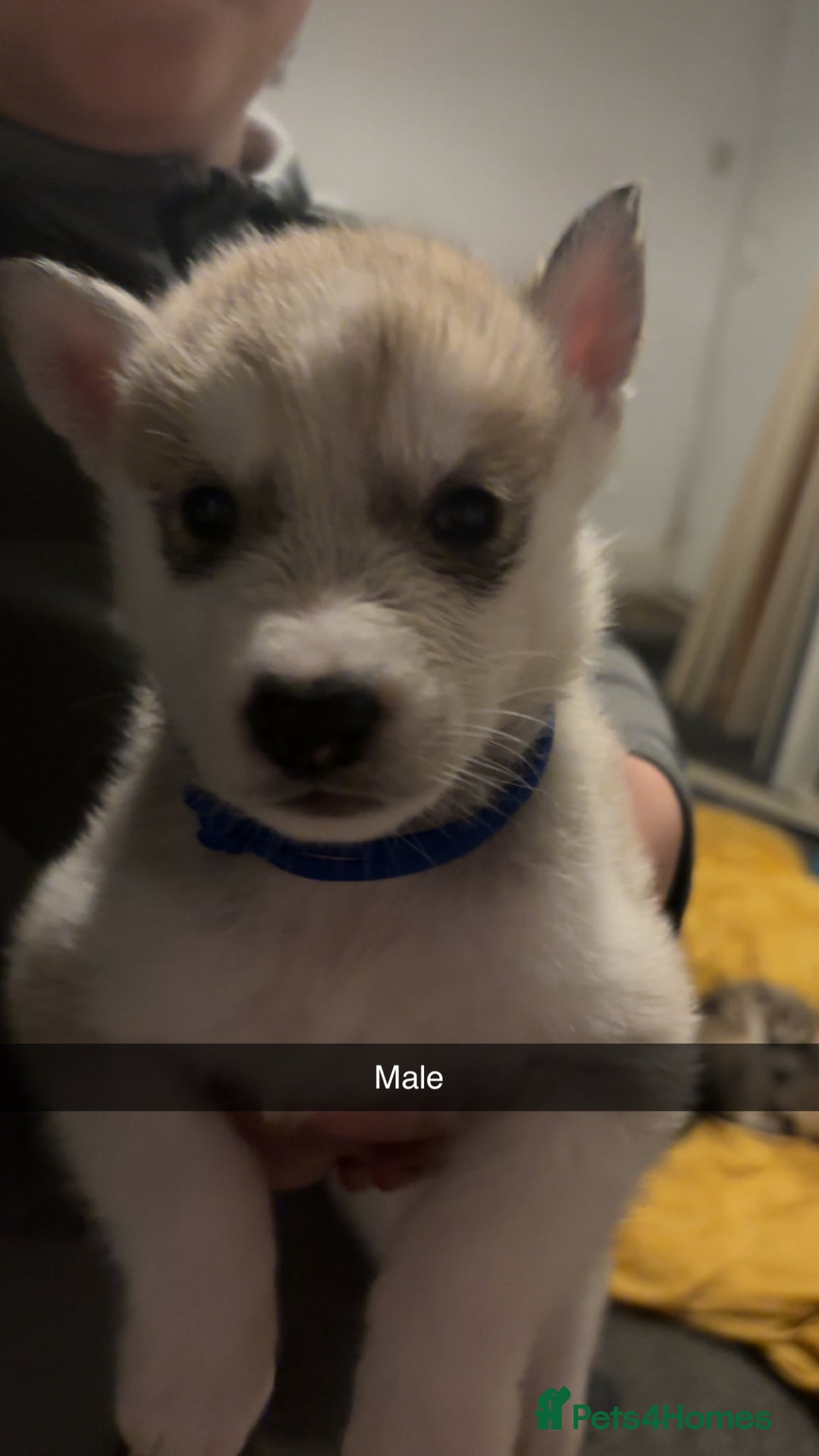 Siberian Husky dogs for sale: Beautiful husky pups 🔥 only 3 male pups left 🔥 - Advert 19