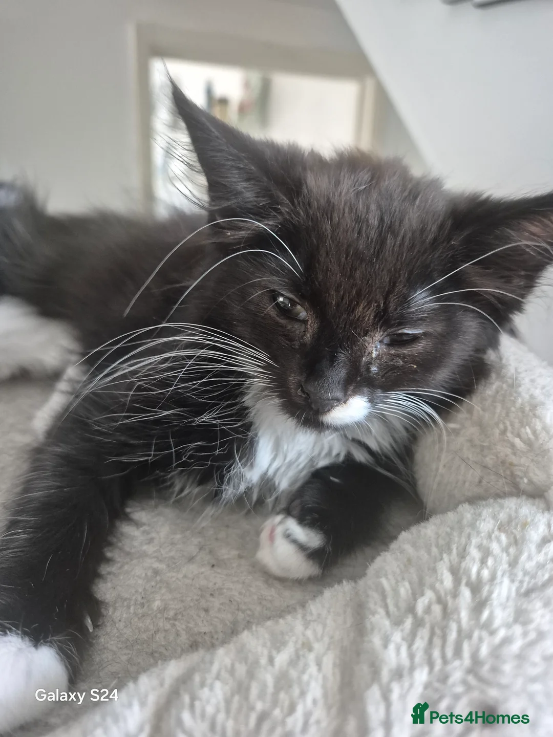 Mixed Breed cats for sale: Kittens ready for there forever homes now - Advert 2