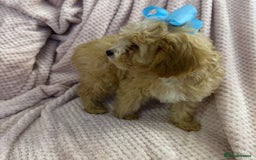 Cavapoo dogs for sale: Beautiful F1 Cavapoo boy & girl puppies - Image 16