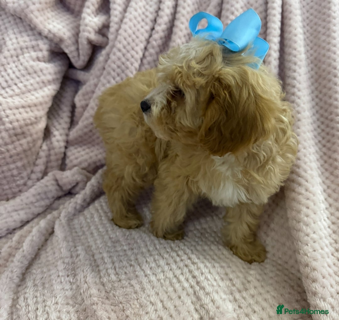 Cavapoo dogs for sale: Beautiful F1 Cavapoo boy & girl puppies - Image 16