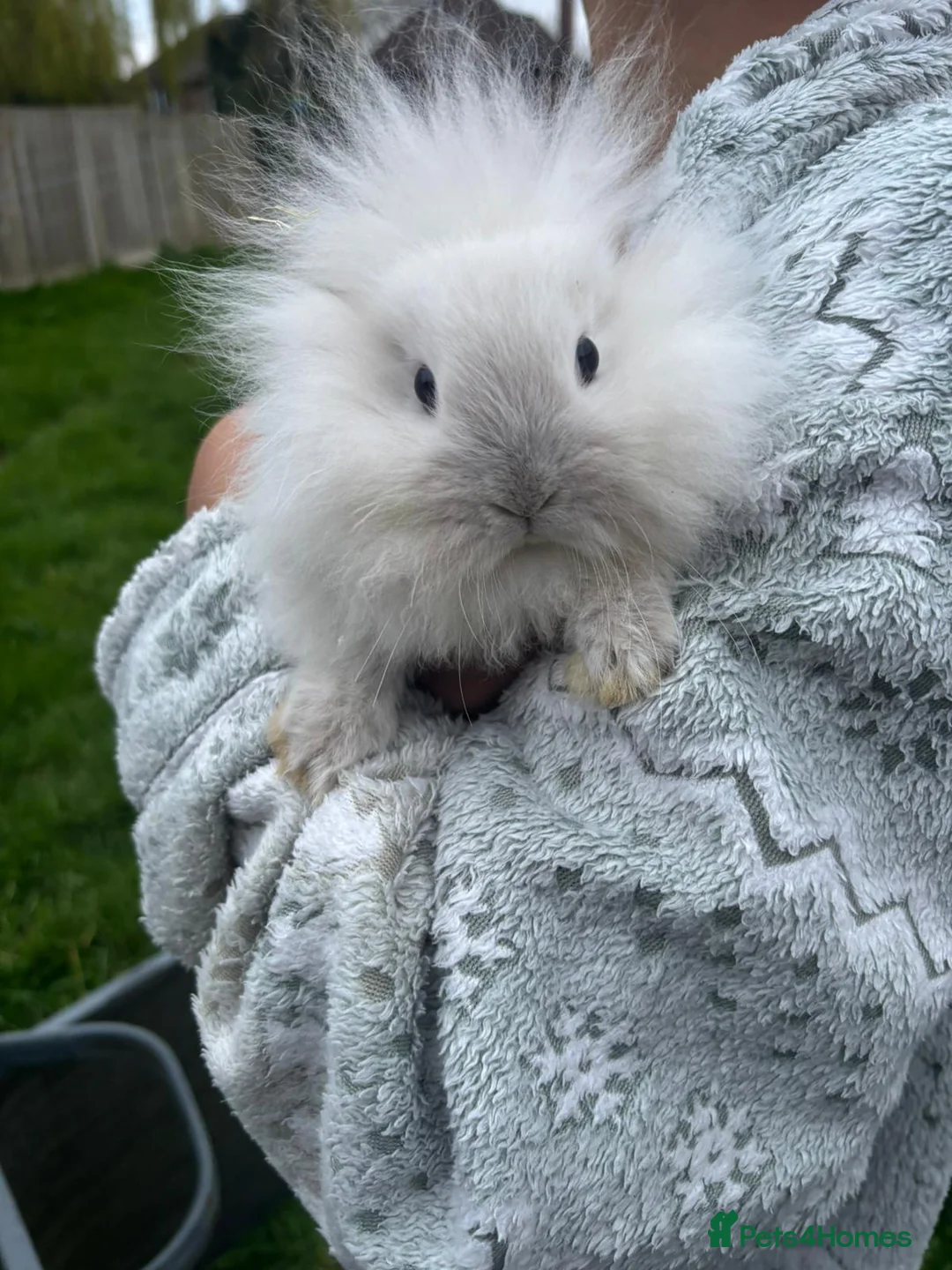 Mini Lion Lop rabbits for sale: Baby rabbits  - Advert 2