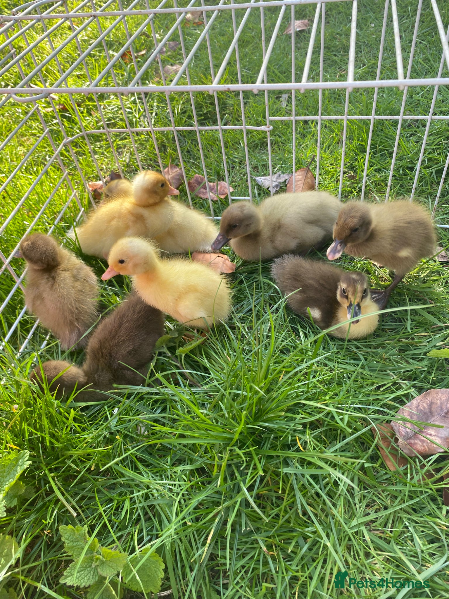 Ducks poultry Indian Runner Ducklings + Fertile Hatching Eggs - Advert 8