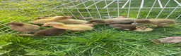 Ducks poultry for sale: Fertile Indian Runner Duck Eggs + Ducklings - Advert 4