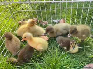 Ducks poultry Indian Runner Ducklings + Fertile Hatching Eggs - Advert 8