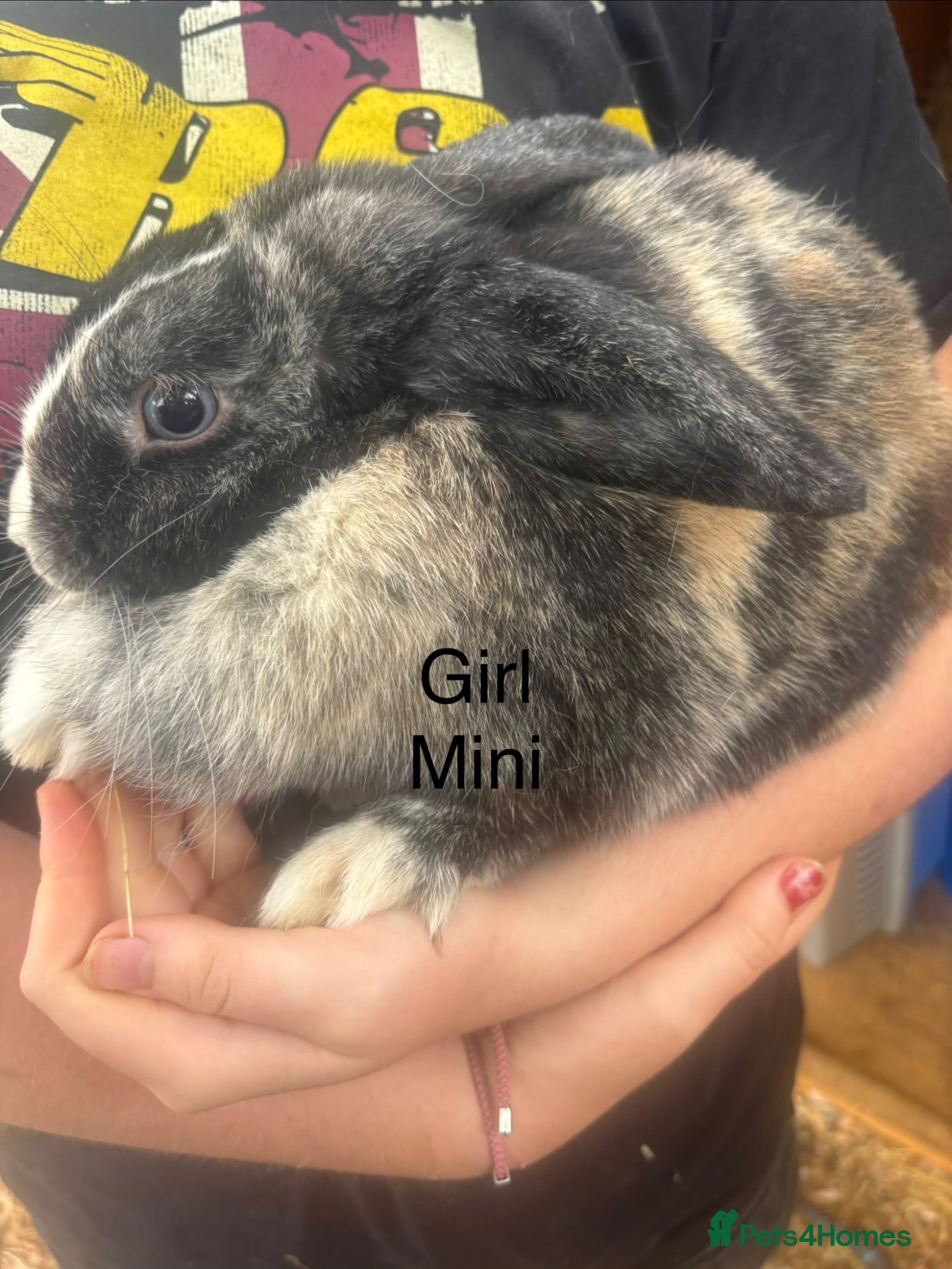 French Lop rabbits French lops and mini lops - Advert 1