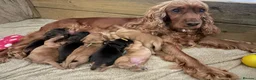 Cocker Spaniel dogs for sale: Red Sable show cocker spaniel male - Advert 7