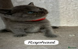 British Shorthair cats for sale: Beautiful Blue British shorthair kittens for sale - Image 16