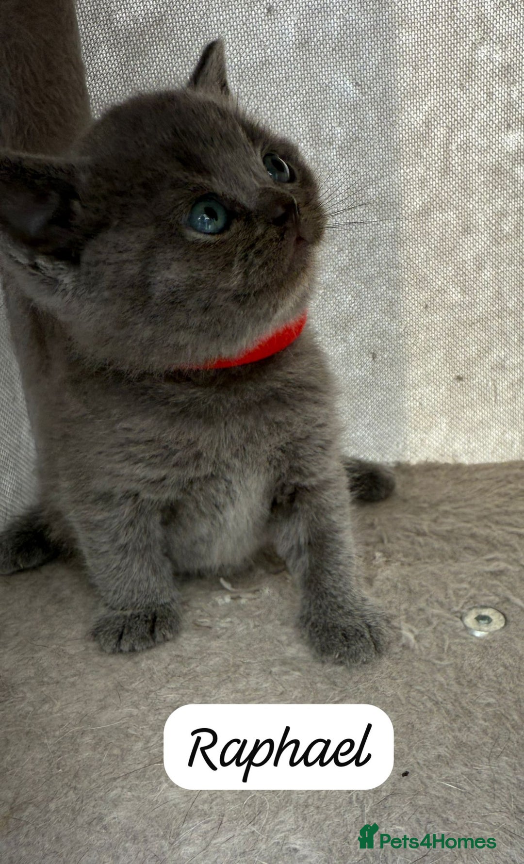 British Shorthair cats for sale: Beautiful Blue British shorthair kittens for sale - Image 16