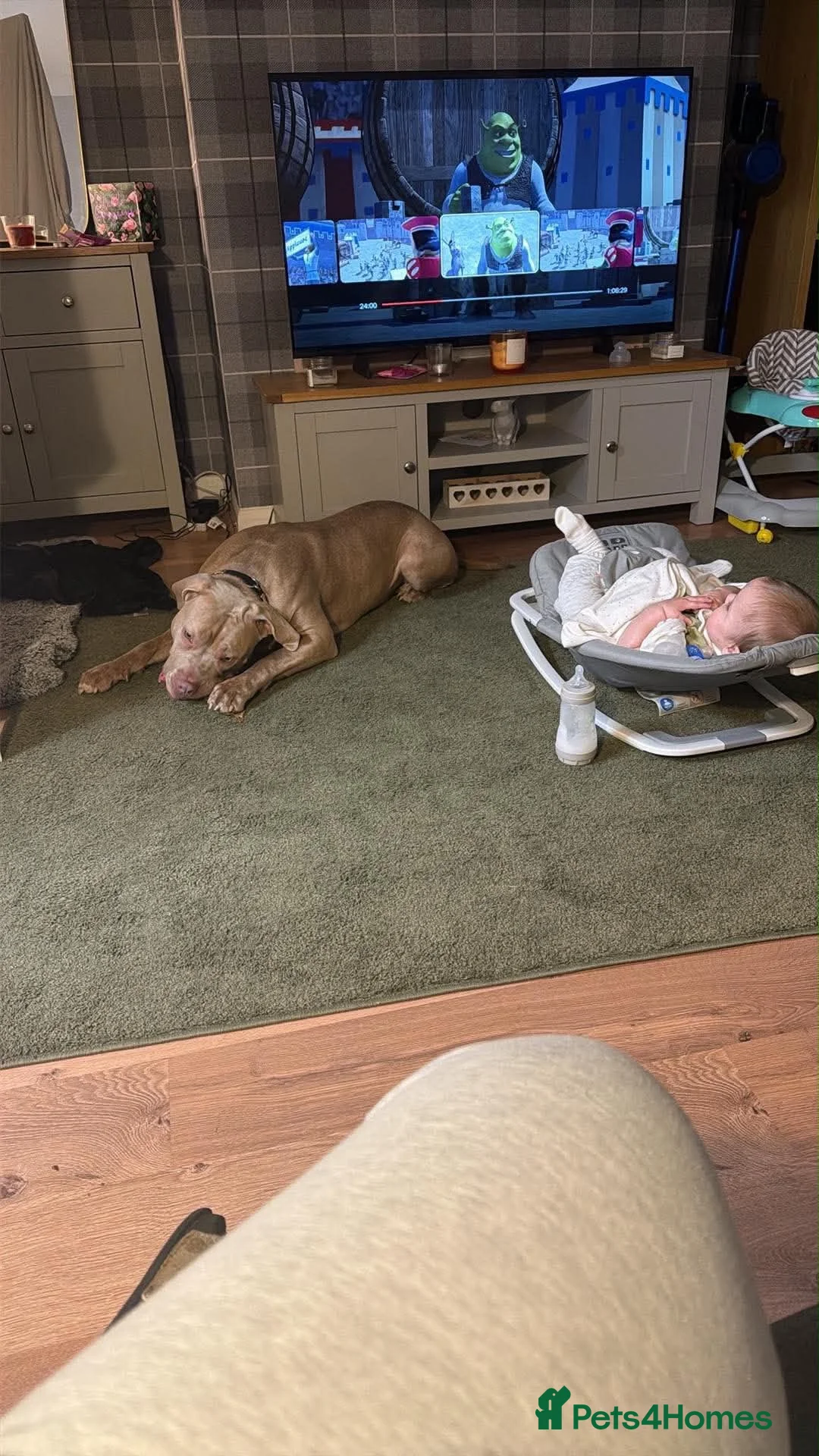 Mixed Breed dogs for sale: Skylar  11Month old  in Scunthorpe - Advert 5